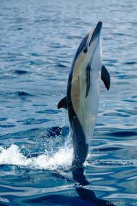 Delfines de hocico corto. Son muy coloridos.