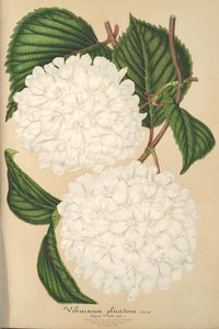в. 7 (1860) - Л большим выбором отелей на любой horticole : - Библиотека наследия биоразнообразия