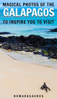Photography buffs, you're going to LOVE the Galapagos Islands in Ecuador. Here are some photos to inspire you to travel and see the various species and turquoise waters for yourself! #galapagosislands #travelphotography