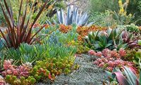This tapestry garden weaves together succulents and other drought-tolerant plants for a long-lasting impact. Color and texture highlight this landscape creation, where the focus was laid on foliage, and blooms regarded as a bonus.
