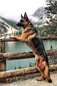 🐬German Shepards