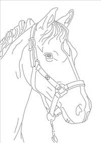 paard