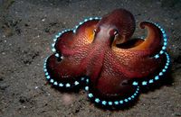 SredniEel@Mastodon.Social🦕 on Twitter: "Oh for fuck sakes. Once again, there is raging STUPID on Twitter, thanks to the guy who bought it. Gonna Science everything TF out before we all lose brain cells. Fact: The Echidna is one of two mammals that lays eggs. #twittergate #animals #ScienceTwitter #science https://t.co/vSQgtFxm1L" / Twitter