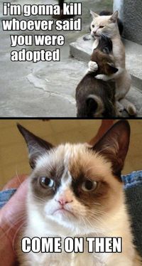 Grumpy cat (part 2) | Funny Grumpy cat memes