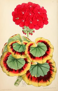 8, 1869 - The Floral magazine; - Biodiversity Heritage Library