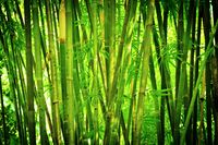 A Bamboo Hedges as a Noise Barrier