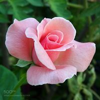pink rose by sivriolcay58 #nature #photooftheday #amazing #picoftheday