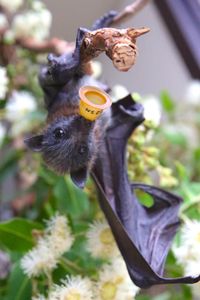 Flying fox pup