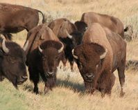 Guide to Badlands National Park