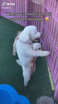 The dog shows his best dance moves| animals cute | funny animals | babie animals | adorible animals | animals funny | hilarious animals | dog funny | smile dog | cute pet memes | funny dog s | dog funny humor hilarious | dog humor | dogs funny humor | dogs funny hilarious | funny animal videos | funny animal videos can't stop laughing hilarious | cute animal videos animal videoys | baby animals videos funny animal videos can't stop laughing hilarious | #animal#animals#videos#cute#funny