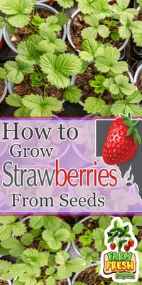Growing strawberries from seeds can be easily done. Head over to the blog with step by step instructions along with several garden videos for hands on directions!