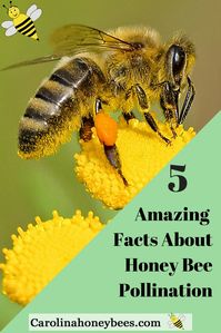 Honey Bee pollination facts you need to know. 5 Amazing facts about the role of honey bees as pollinators. Carolina Honeybees