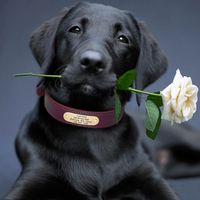 Keep your furry friend safe and secure with this Personalized Genuine Leather Heavy Duty Dog Collar with Tag. Made of genuine leather, this dog collar comes in dark red color in a variety of sizes to fit medium, large, and extra-large sized dogs. It has a gold plated ID tag that can be engraved with your dog’s information. An adjustable buckle clasp and sturdy rivets secures it firmly in place.