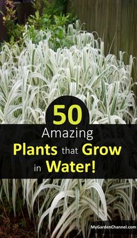 Listed are 50 plants that grow in water. Have you ever wanted more of a particular plant? Let’s see if your plant made the list!?Below you will find plants that grow only in water which we have rated individually by difficulty. The rating system is based on 10 being the easiest plants that grow in water and 1 being most difficult plants to grow in water. Some plants we have gone into great detail (free tips) #gardening #garden #gardeningforbeginners #gardeningtips #DIY #gardeningideas