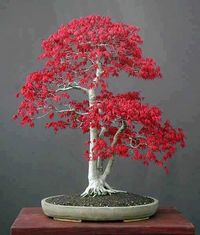 Bonsai Gift Pack, 5 Different Bonsai Seeds, Japanese Red Maple, White Birch, Japanese Katsura, Pomegranate and Washington Palm Tree