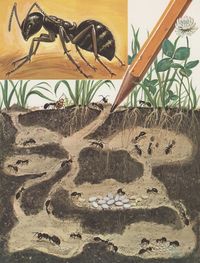 Ant colony posters & prints by Corbis