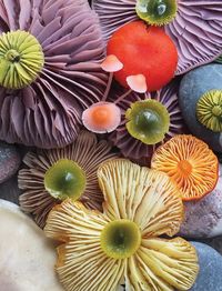 jill bliss forages flora to form magical mushroom medleys
