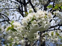 La majorité des arbres fruitiers nécessitent une pollinisation croisée pour produire des fruits. La plupart d'entre-eux possèdent bien des organes mâles et femelles dans leurs fleurs mais tous ne sont pas auto-fertiles. En quoi consiste la pollinisation croisée ? comment se pratique-t-elle ? Qu'est-ce qu'une variété auto-fertile ? Nous allons tenter d'y voir plus clair...
