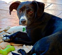 The story of how we discovered by chance that our dog had a growth on his spleen and what happened next.