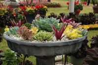 Succulent garden