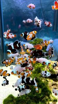 Credit/Source 📸 : instagram.com/aquarium_fish_depot