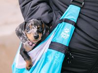 A more convenient way to tote a small, furry friend. Hikes, travels, and more are easier with a lightweight, packable pet carrier.