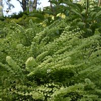 northern maidenhair fern-Adiantum pedatum| Lurie Garden