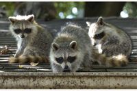 A study is in the works that hopes to learn what areas of Toronto are most affected by raccoons and what factors may lead to more frequent encounters with the nocturnal carnivores.