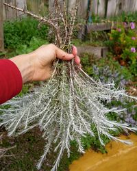 How to Prune Woody Herbs | Good Life Permaculture
