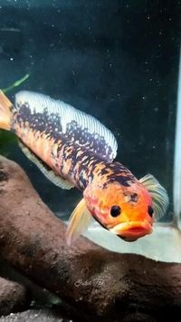 Credit/Source 📸 : instagram.com/sadutfishgallery #ikanchanna #channafish #fish #aquatic #freshwater #ikangabus #ikanpredator #ikanhias #jenischanna #channahias