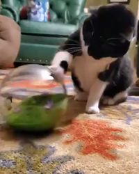 Cats love to hunt and and this butterfly ball will keep them on the move. The ball creates satisfying play with its sensor-activated action that sets the butterfly fluttering when swatted. It's exercise for your feline friend and great entertainment for you! Details: Requires 3 AA batteries (not included) Realistic fluttering butterfly keeps cats engaged Has the sound and appearance of a living insect Weighted base provides fun wobble while keeping butterfly upright