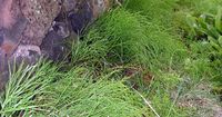 Hawaii Horticulture: The Native Fern That May Not Be a Fern – Moa