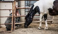 Horses make great companions for psychotherapy because they can mirror and respond to human behavior. And crucially, ‘there’s no judgment with a horse’