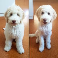 If you’re considering grooming your goldendoodle, consider one of these types of cute goldendoodle haircuts - any of them are sure to make you swoon!