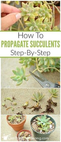 Succulents make great houseplants and they are very easy to propagate. How to propagate succulents from leaf and stem cuttings, step by step instructions. #propagation #succulents #gardening #getbusygardening