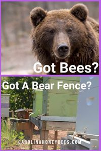 Learn the importance of knowing how to build an electric fence for bears to to protect your bees. #beekeepingtips #beekeepingforbeginners #beekeepingideas #carolinahoneybees