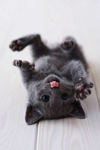 cute black kitten