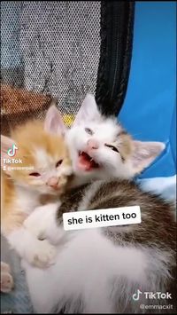 cute cats videos talking😅@ecosenpai❗ animals cute | funny animals | babie animals | adorible animals | animals funny | hilarious animals | funny animal videos | funny animal videos can't stop laughing hilarious | cute animal videos animal videoys | baby animals videos | wild animal videos | pet videos | funny and dog videos | animal videos funny dogs | videos animales | | animals aesthetic videos | animals friendship videos. #animal#animals#videos#cute#funny