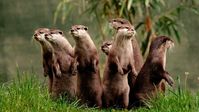 A picture of an otter.