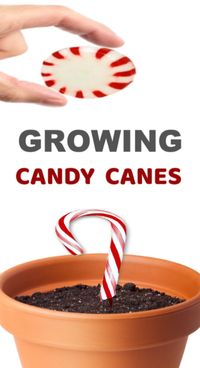 Wow kids of all ages this holiday and grow a candy cane! This magical craft activity is perfect for the Christmas season. #growacandycaneforkids #growacandycane #howtogrowacandycane #candycanecraftsforkids #candycaneactivities #candycaneseeds #candycanescience #christmascrafts #christmascraftsforfamilies #growingajeweledrose #activitiesforkids