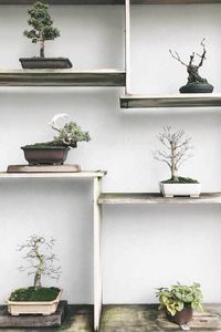 43. Reserve um cantinho e faça o cultivo de vários tipos de bonsai. Fonte: Pinterest #bonsai #bonsaifrutíferas #bonsaiipe