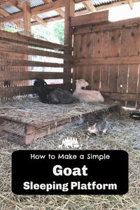 Build a Goat Sleeping Platform - Timber Creek Farm