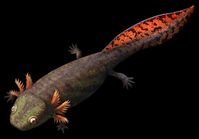Platycepsion wilksonii