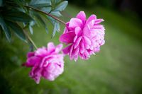 How to Grow Peonies – Sunny Home Creations