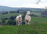Offa's dyke path