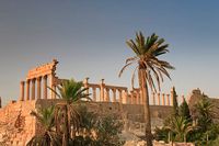 32 Palmyra Palme Bilder und Fotos - Getty Images