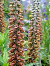 Check out the deal on DIGITALIS parviflora Milk Chocolate at Landcraft Environments