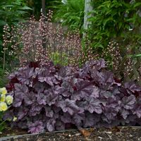 Heuchera
