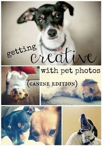 10 Tips for Creative and Clever Pet Photos: Canine Edition