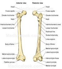 The Femur consists of four parts: the head, greater trochanter, lesser trochanter, and the lower extremity. Learn more about the vital role or femur on the bones of our legs.